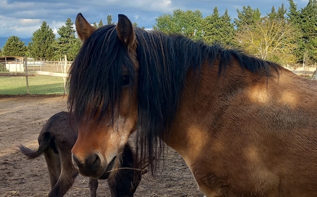 Chevaux