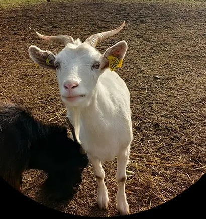 Chèvre